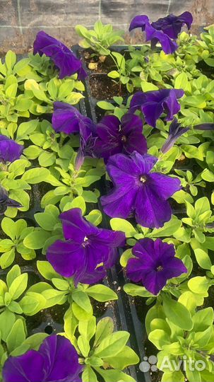 Чернозем хороший,перегной готовый 2г,торф,1-15м3