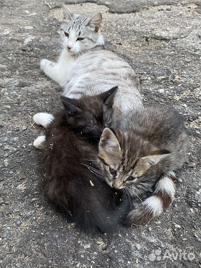 Котята в добрые руки даром