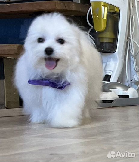 Щенки мальтезе