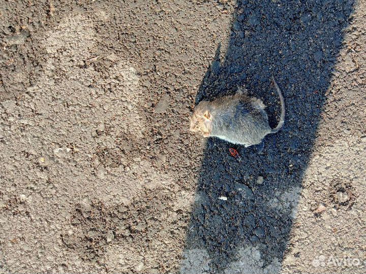 Уничтожение клопов травля тараканов мышей ос ртути