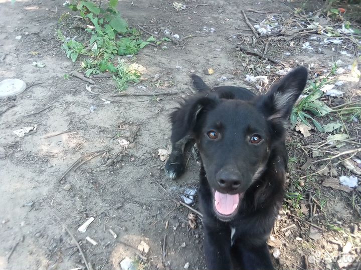 Ручной парень 3,5 месяца. Будет до 14кг