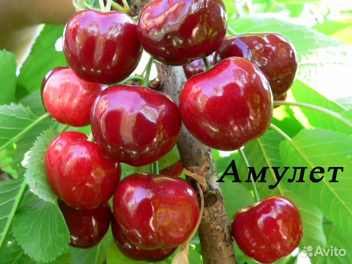 Саженцы черешни