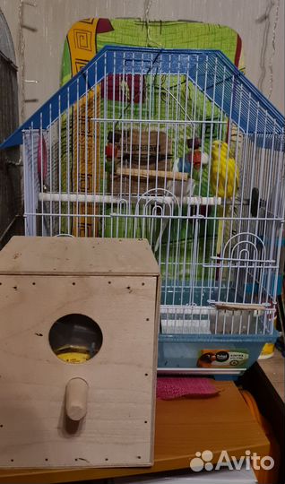 Волнистые попугаи с клеткой