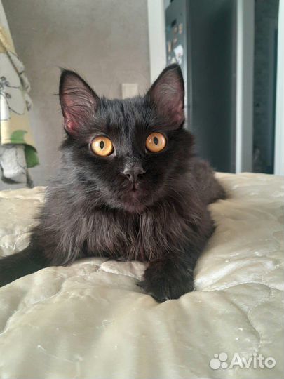 Кот
