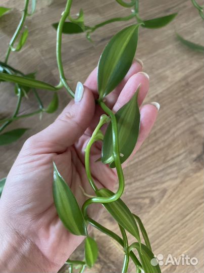 Орхидея вариегатная