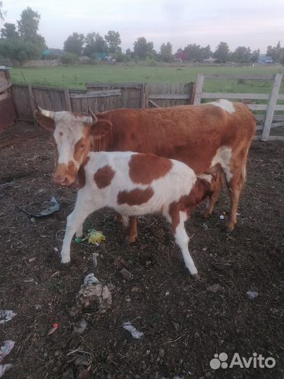 Корова с теленком