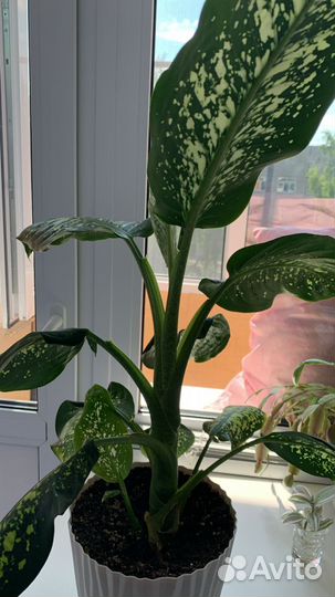 Диффенбахия