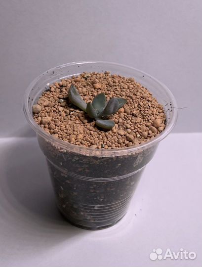 Echeveria Cupid