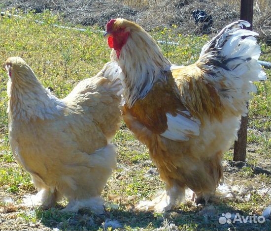 Петухи Брама