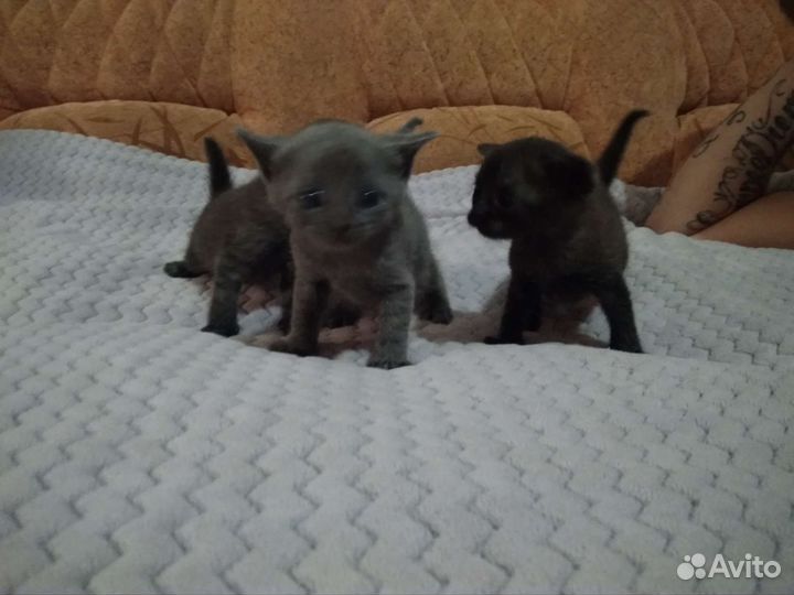 Британские табби котята в добрые руки