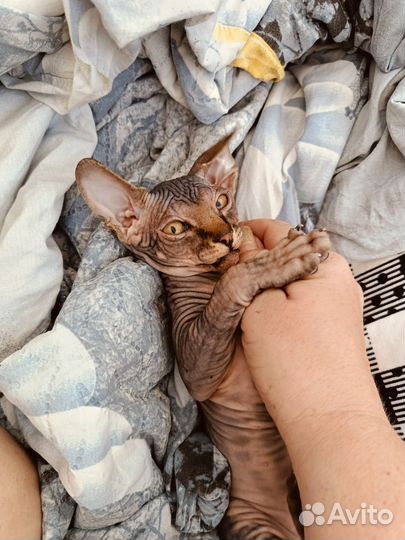 Канадский сфинкс котенок
