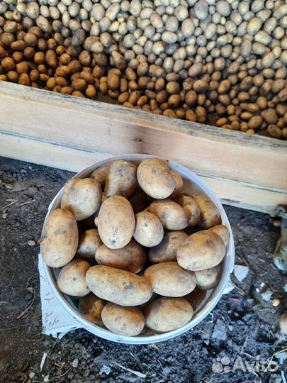 Продам картофель