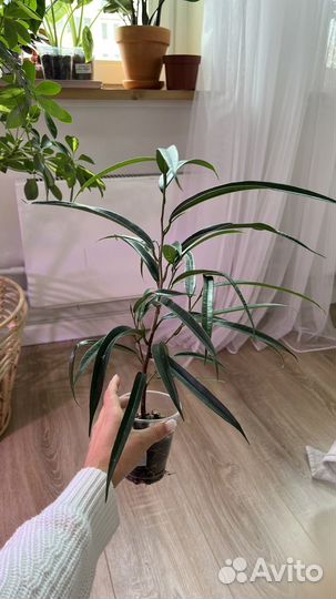 Фикус али, замиокулькас зензи