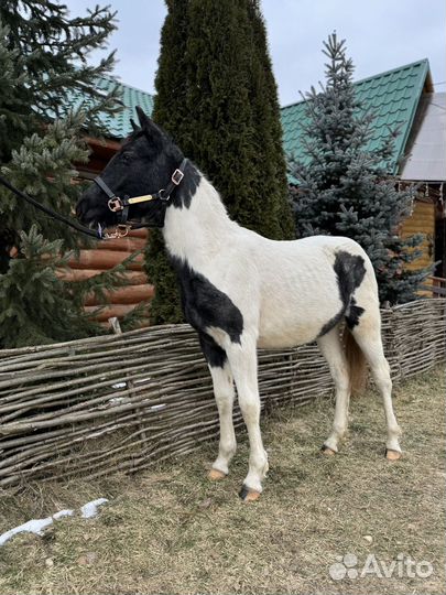 Пегое чудо для безусловной любви