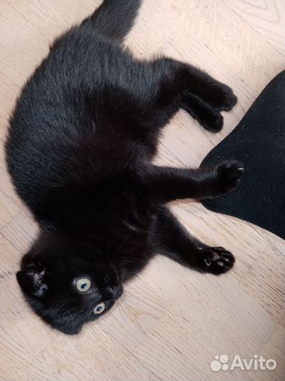 Кошечка в добрые руки