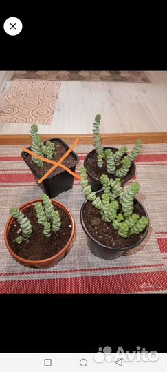 Красула Марнье