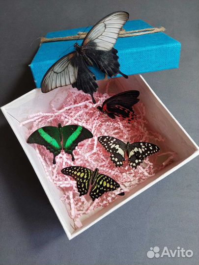 Франшиза Салюты из Живых Тропических Бабочек 2505