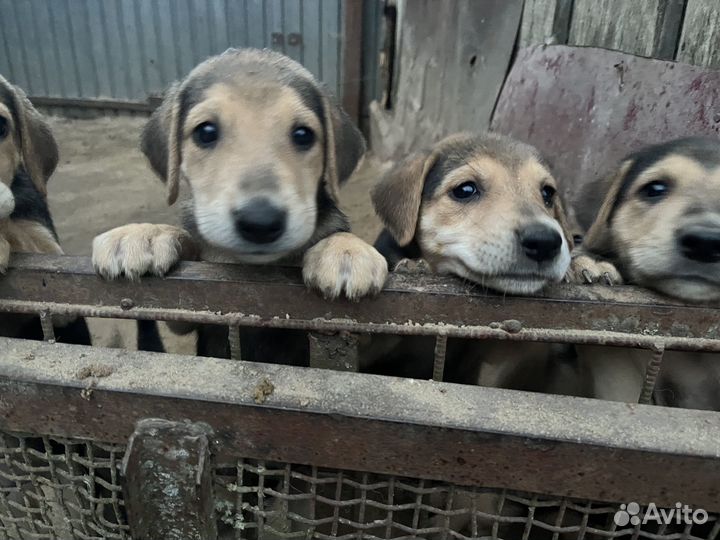 Щенки русской гончей