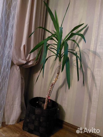 Пальма юкка