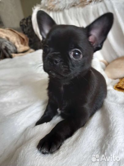 Щенки чихуахуа