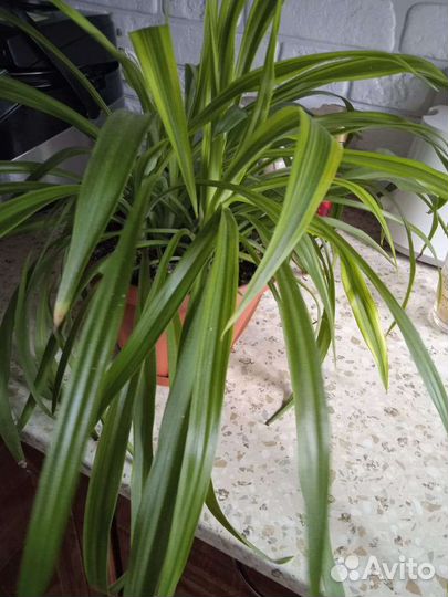 Комнатные цветы