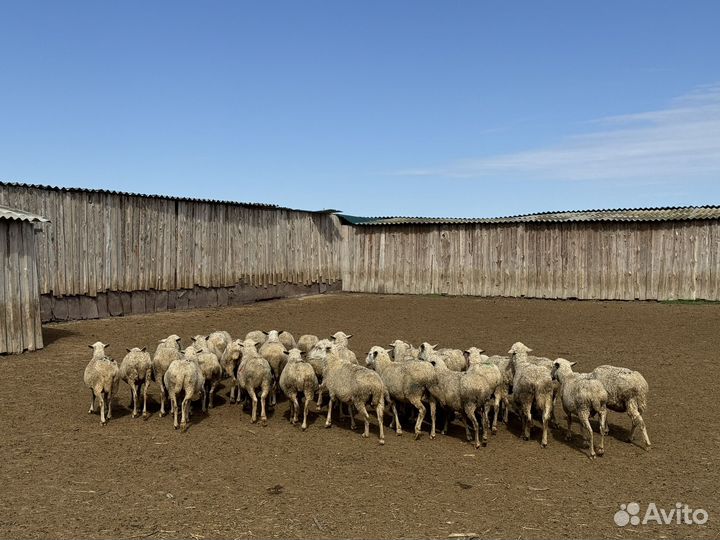 Овцы бараны