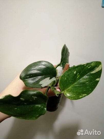 Домашние цветы