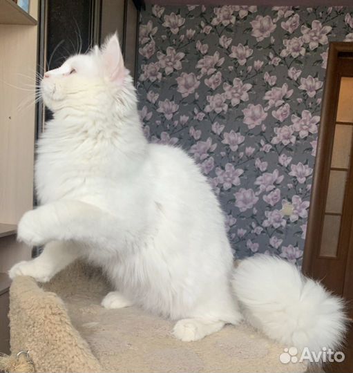 Сибирский кот