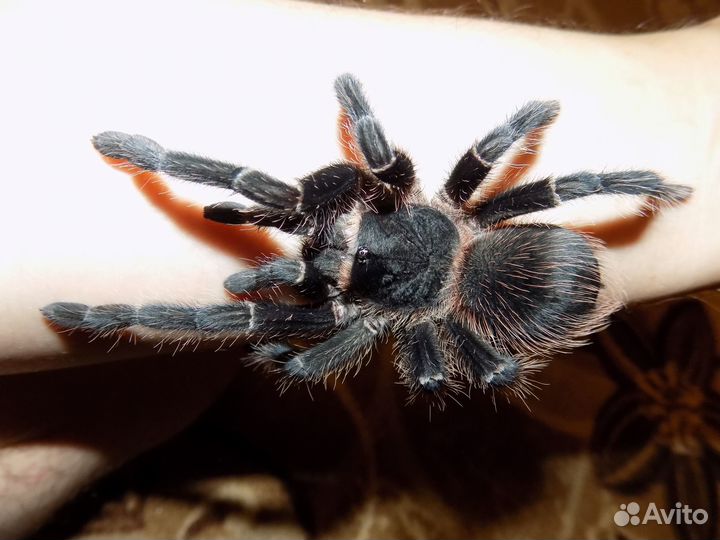 Аквариум (Паук)