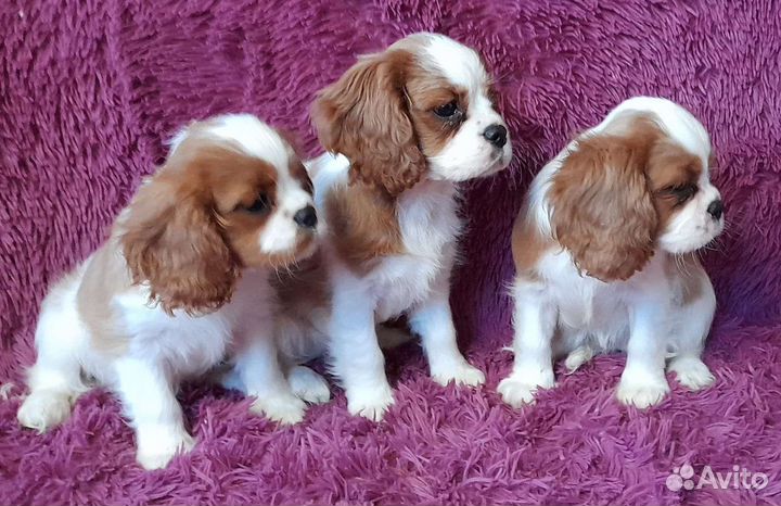 Кинг чарльз спаниель