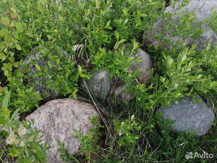 Ландшафтные валуны