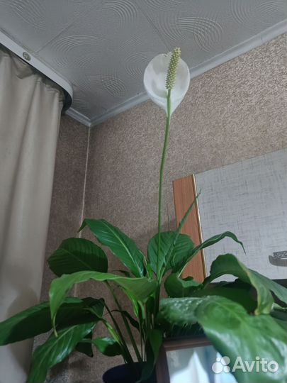 Спатифиллум