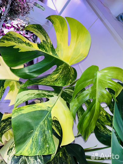 Монстера Еллоу Сплэш/Monstera Aurea/Yellow Splash