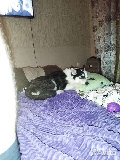 Сибирский хаски