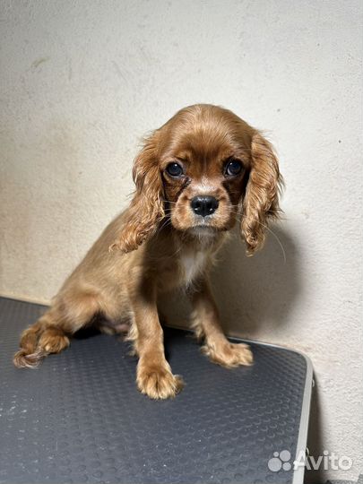 Спаниель Кавалер кинг чарльз спаниель