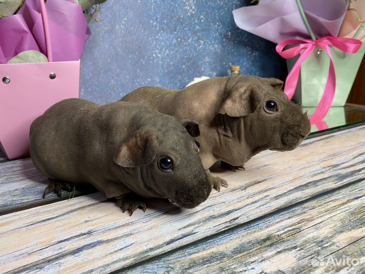 Морские свинки