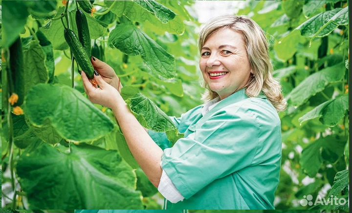 Работа вахтой в теплице - овощевод в Курган