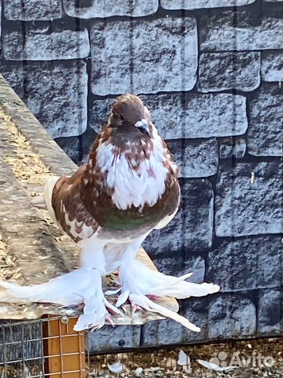 Продажа голубей
