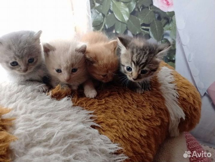 Котята в добрые руки