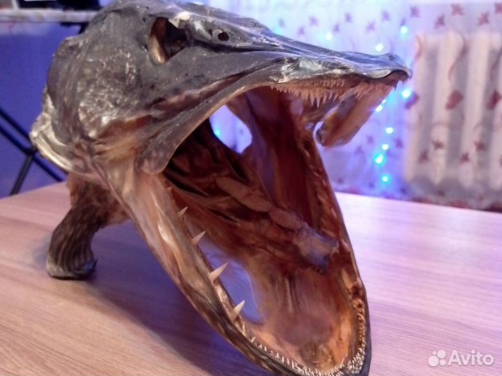 Чучело головы щуки