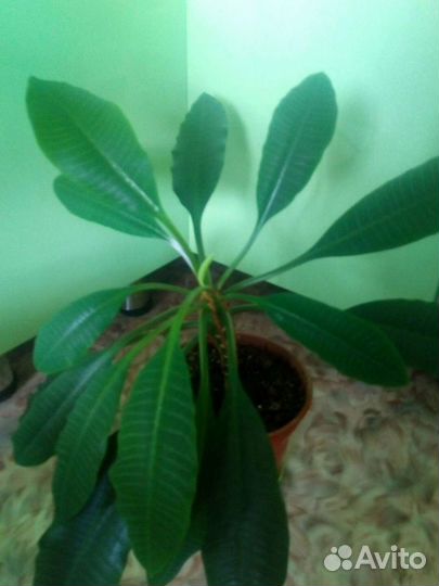 Малочай(Доставка)