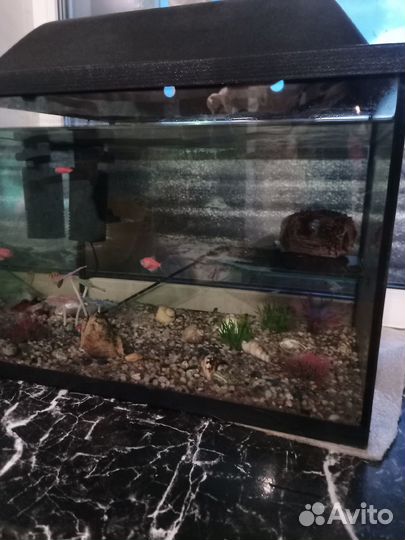 Аквариум с рыбками