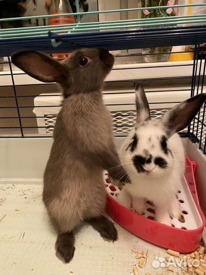 Кролики с клеткой