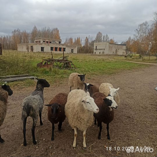 Овцы бараны на мясо
