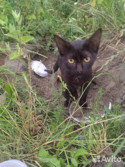 Котик ищет дом