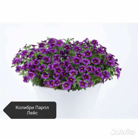 Калибрахоа