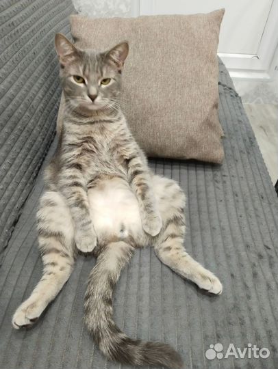 Кошка кот