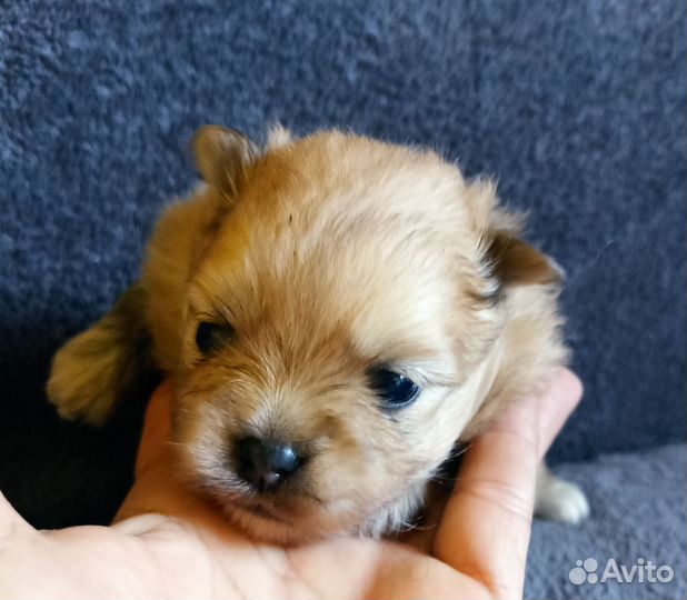 Щенки померанского шпица