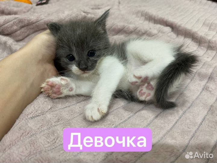 Котята в добрые руки приучены к лотку