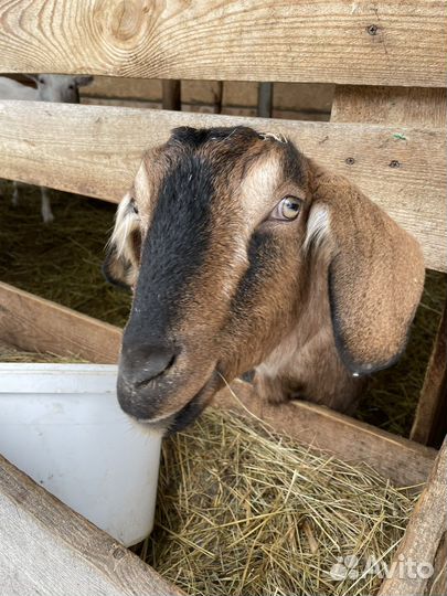 Коза дойная